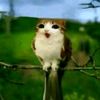 prettykittens3