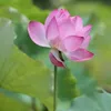 .lotus.79