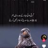 umershah8401