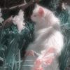 moon_tokkii