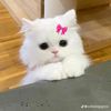 diznnna_54