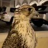 الصقر الجارح