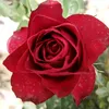 user7907661256186
