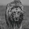 ali.qasim718