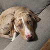 bruce_the_catahoula