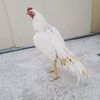 aseel.chick