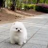 Jisoothepom