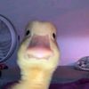 ducky20056