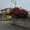 shuynhshuynh
