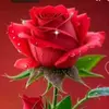ros.merah550