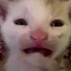 mi.nyanyan
