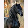 asya3607