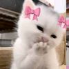catviess