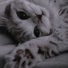 _ksenia_us