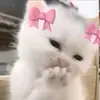 asia6969691