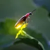 khinaoco5triu_dom