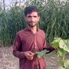 gull.sher.bhangwa