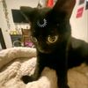 abobus.catus