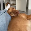 bagelxxb