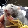 beutelratte55