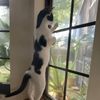 whiskerwonderspcb