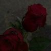 user105271827817
