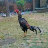 zulqarnainbajwa09