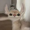 todaucobiet