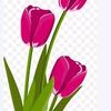 bunga.tulip963