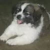 mienjie_cancio