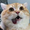 hilangarahh00