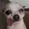 deolucnaobth