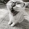 cat_37374