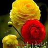 user4668163027458