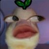miwaanakbaeqhati