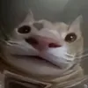 floatyqueen_ura