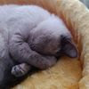 kitty_max_ve_kedi