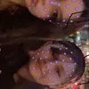 laila_s776