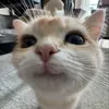 zosiato2olq