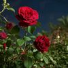 hasnahasna6553