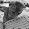 يَقين.