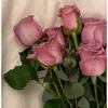 amal.kaawan