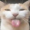 soyfluffy2