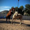 lmhorsepics