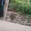 arya.satya273