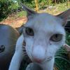 seam_puch_dogs