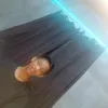 morrisevora0
