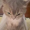meomeomiuzix