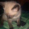 melo_pdv