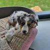 luluetvegas